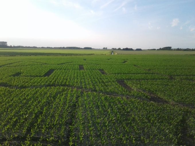 Het is nu 14 juni 2018. De paden zijn in het Maisdoolhof aangekegd. Nu moet het nog groeien tot een echt doolhof.