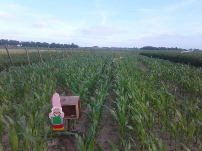 De kabouters hebben hun intrek genomen in het Maisdoolhof van Saaxumhuizen.Woensdag middag en zaterdag is het Kabouterdoolhof open voor jonge kinderen en hun ouders.
Ze kunnen dan stempels verzamelen en als ze allemaal gevonden zijn krijgen ze een maisdoolhof diploma. Het grote maisdoolhof is nog NIET open. De mais is nu, 26 juni 2018, 70 cm hoog.